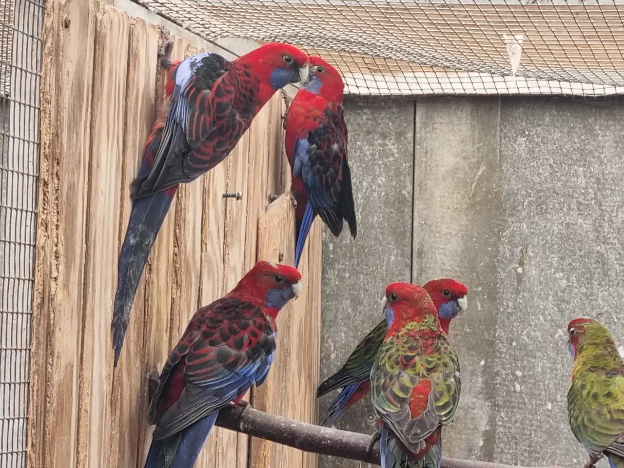 Billede 1 - Pennant parakitter 