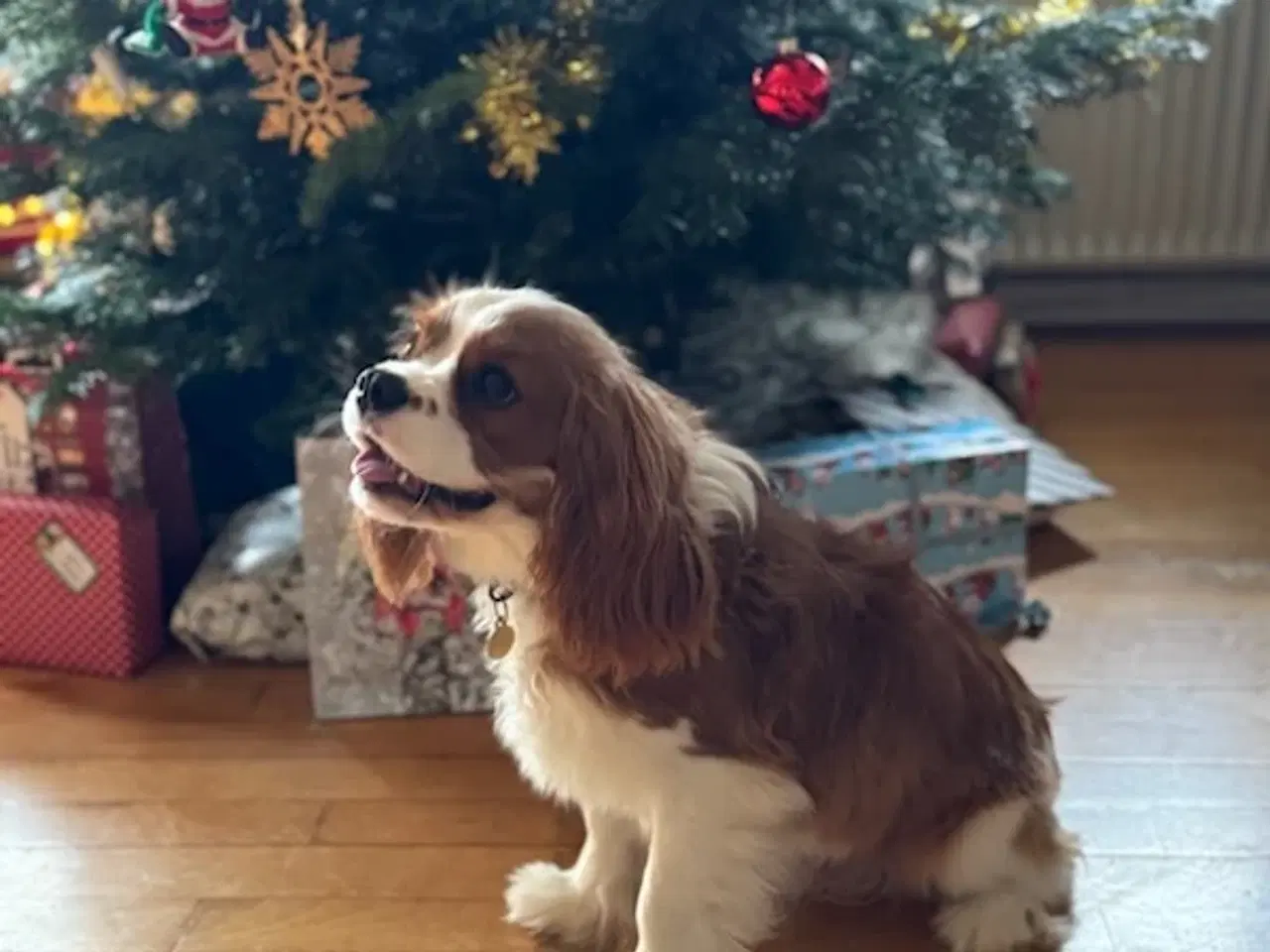 Billede 1 - DKK cavalier king charles hanhund  på 8 måneder 