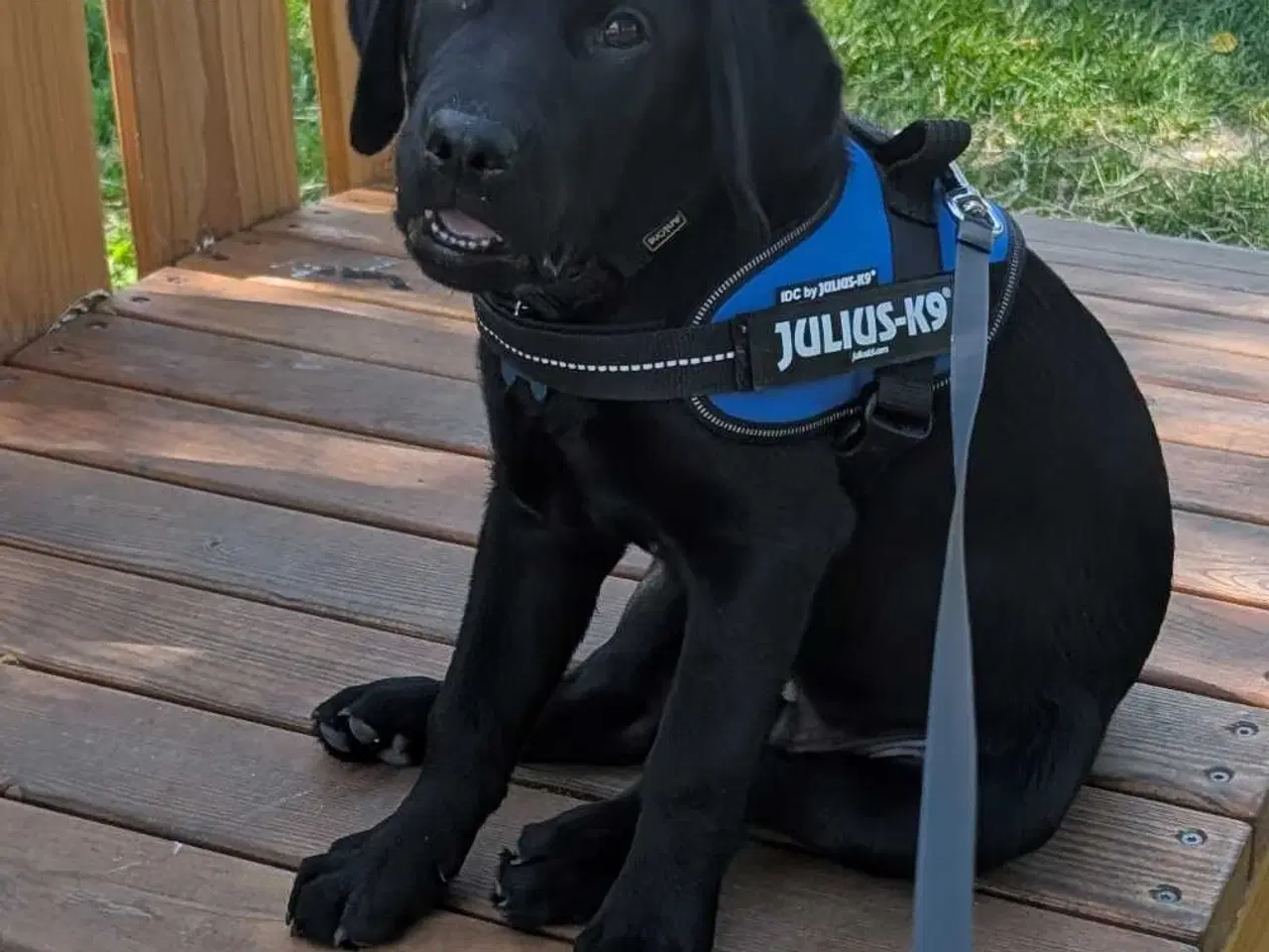 Billede 12 - Labrador retriever hvalp 