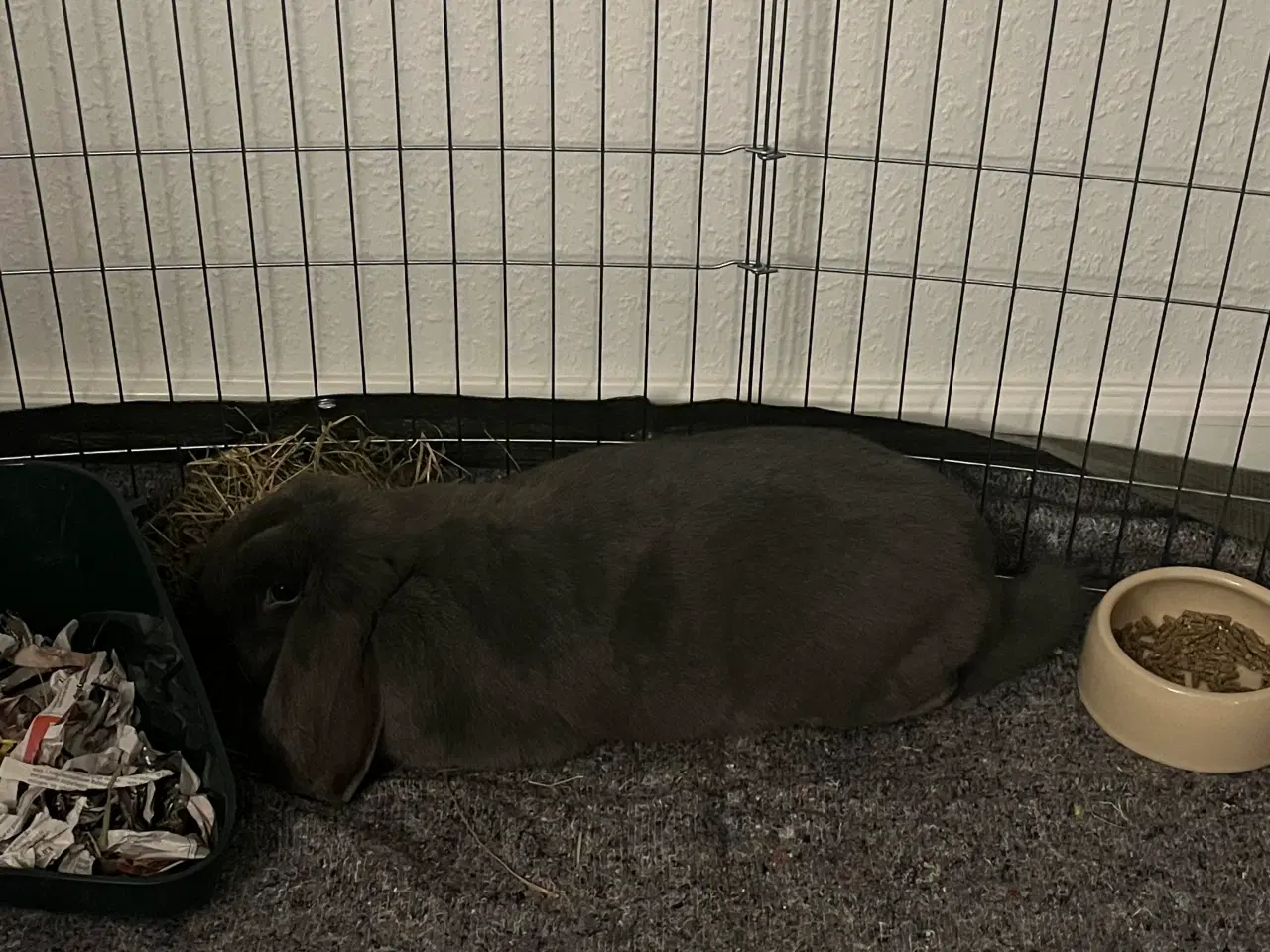 Billede 2 - Fransk vædder - sød kanin