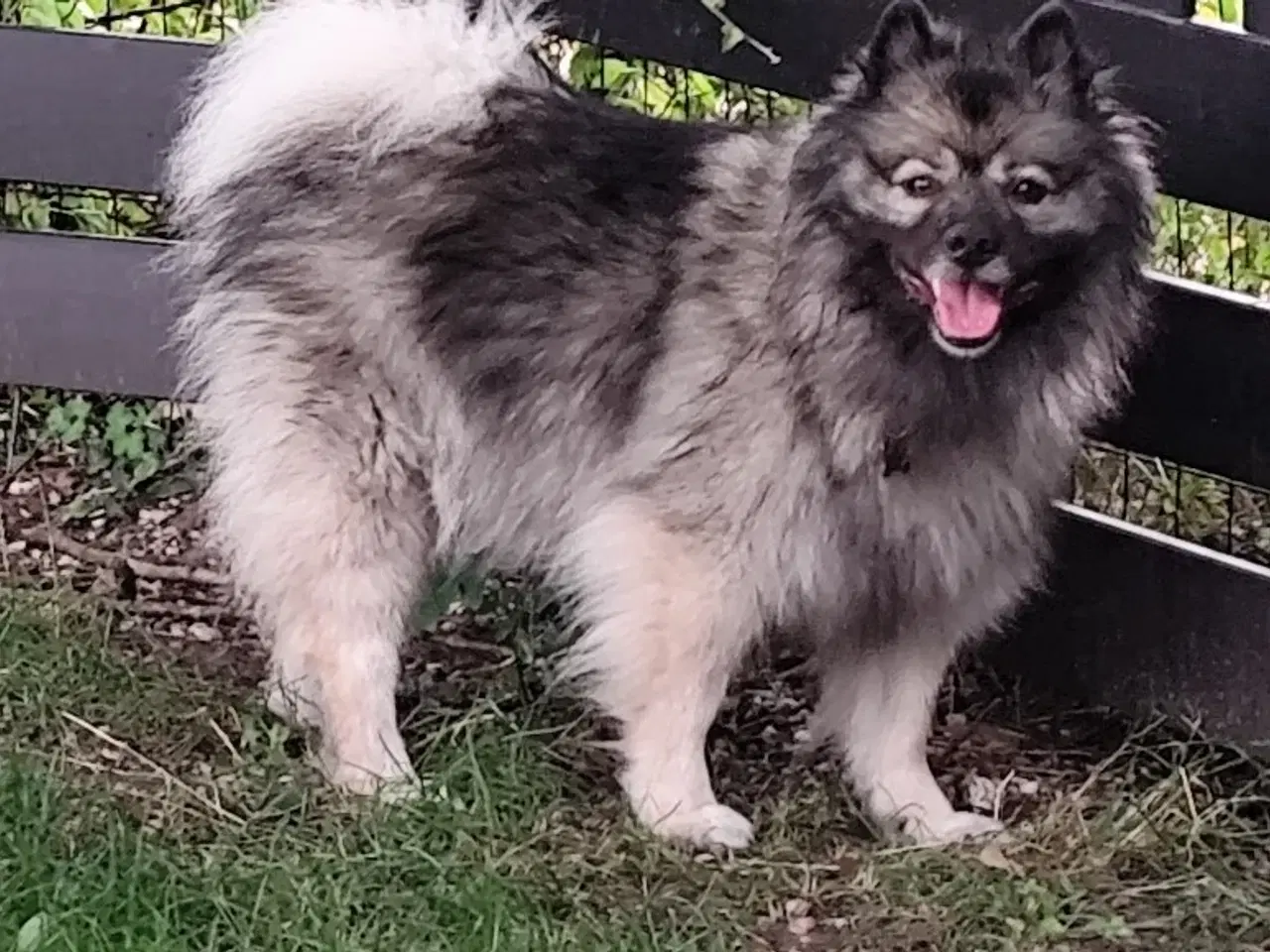 Billede 7 - Keeshond hvalpe