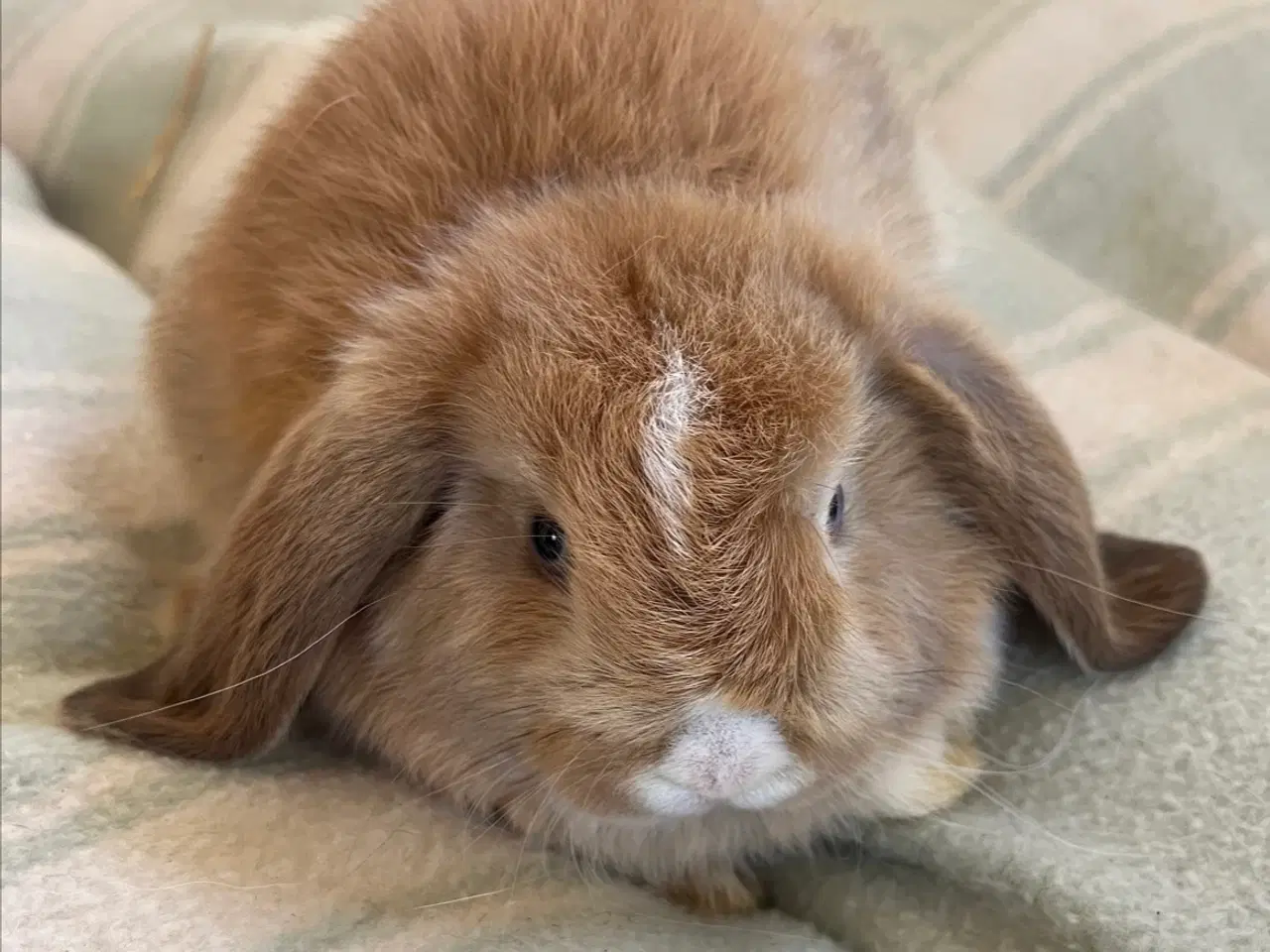 Billede 1 - 2 Minilop kaninunger til salg (Inkl. ALT tilbehør)