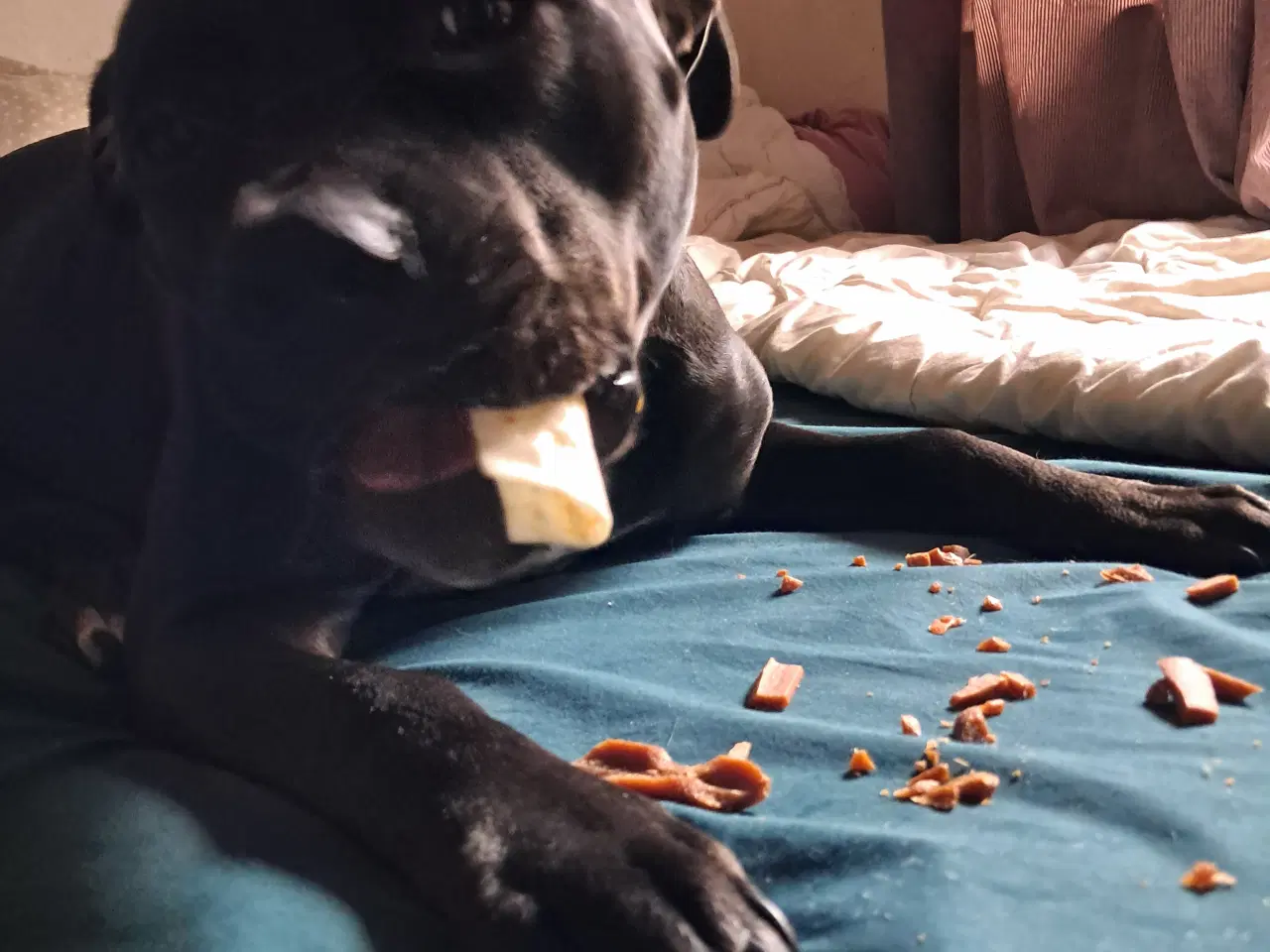 Billede 5 - Sødeste Bella søger sit for altid hjem 🥰🐕