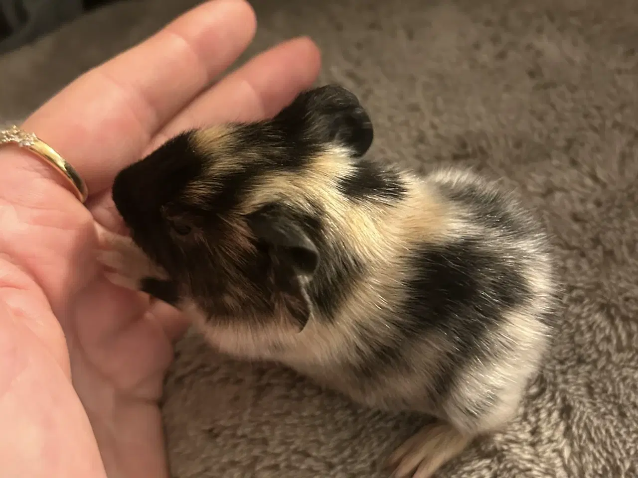 Billede 2 - Marsvin unger til slag - klar om 5 uger ✨