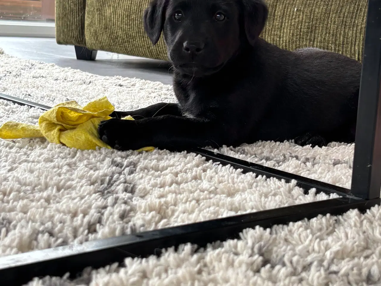 Billede 1 - Sort labrador hvalp