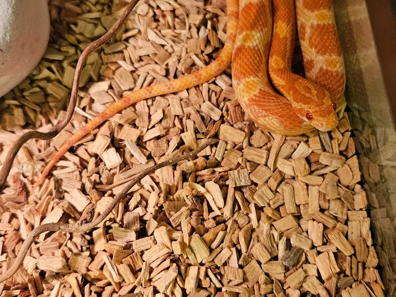 Billede 5 - Kornsnog inkl terrarie 