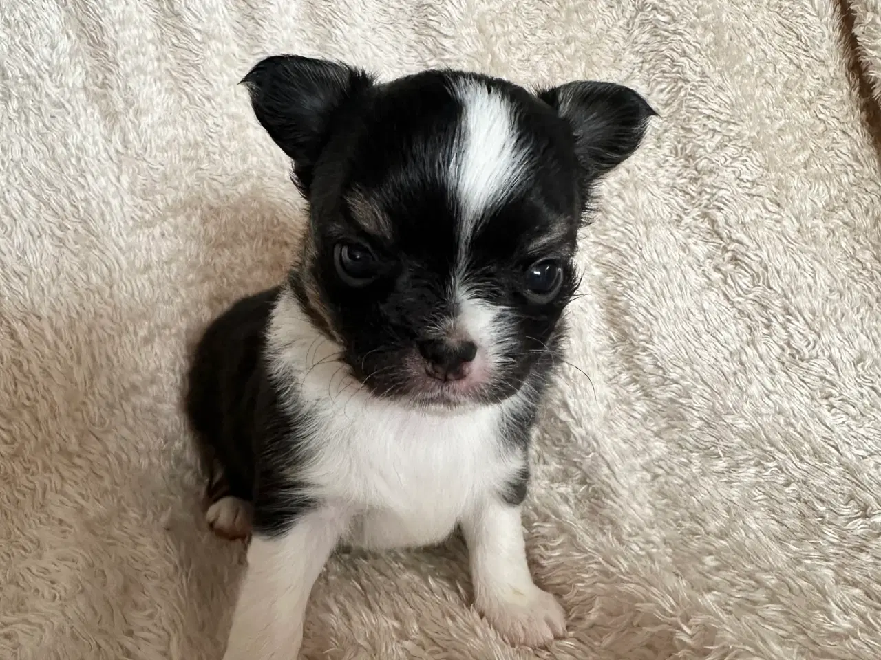 Billede 5 - Chihuahua