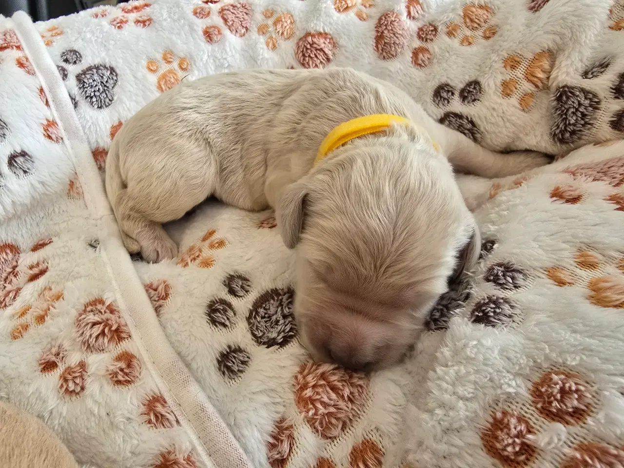 Billede 4 - Golden doodle hvalpe