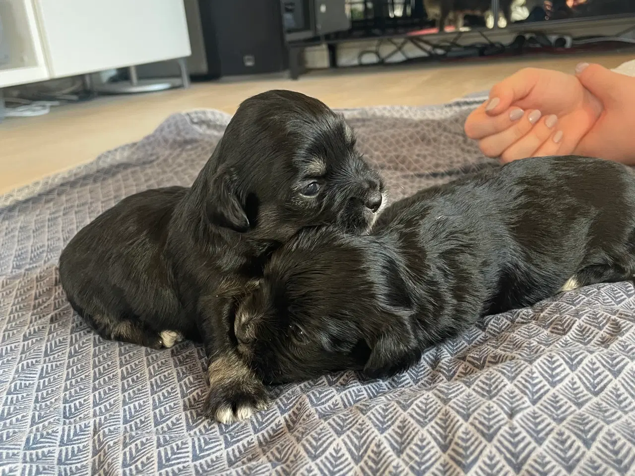 Billede 18 - Skønne shih tzu & bomulds hvalpe 