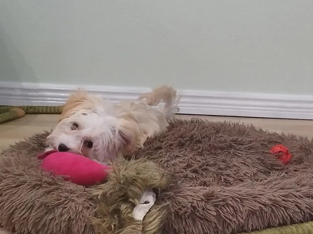 Billede 4 - Bichon Havanais pige