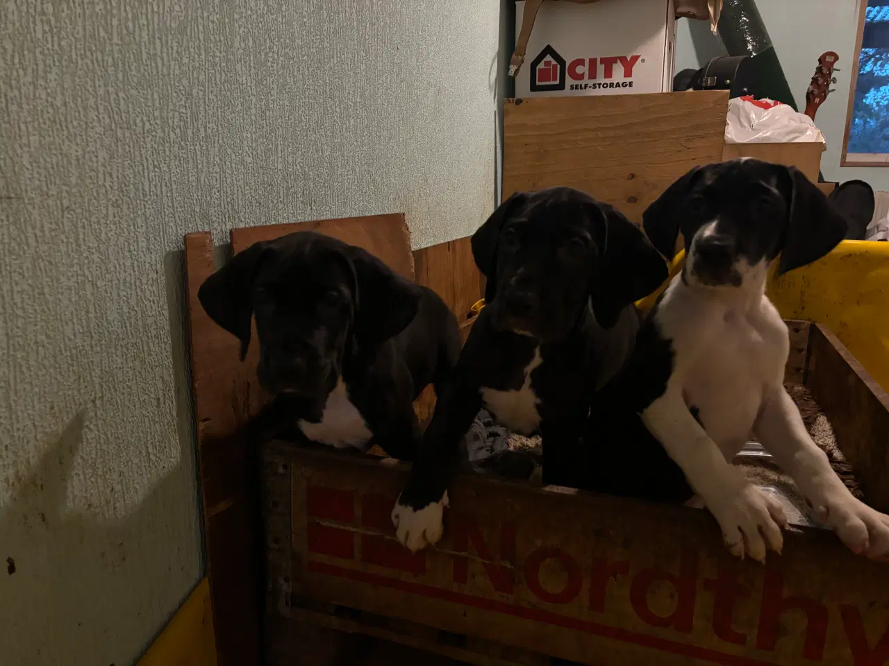 Billede 6 - Grand Danois hvalpe