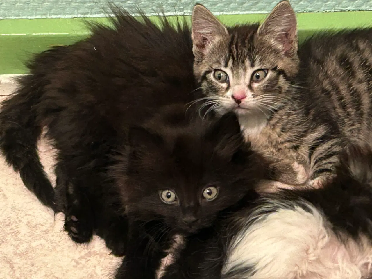 Billede 1 - Killinger