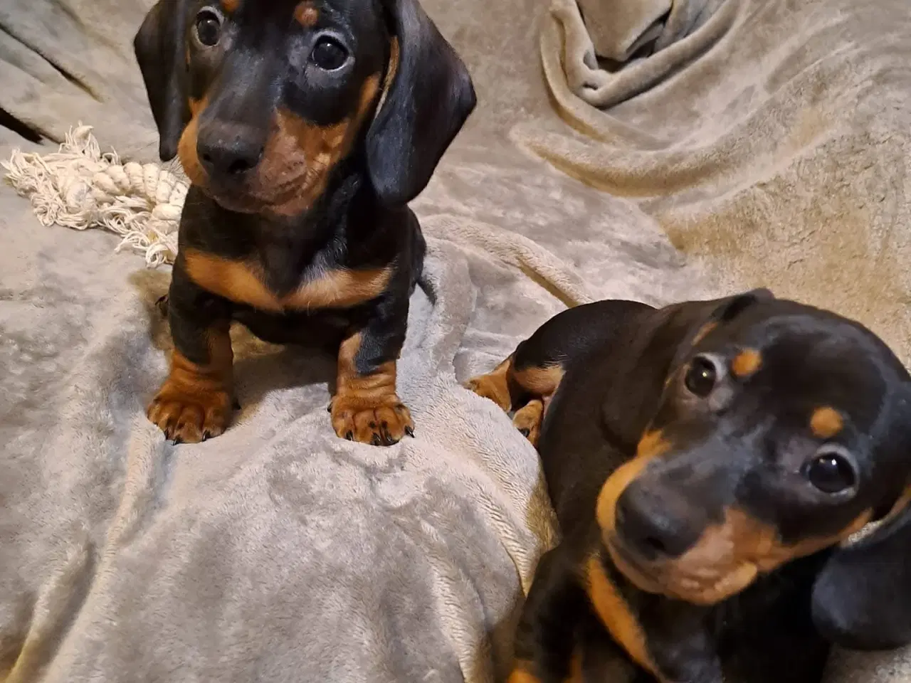 Billede 1 - tre sunde, legesyge og smukke dværg Gravehund -dre
