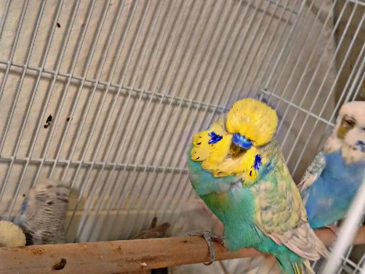 Billede 13 - 9 engelske undulater 