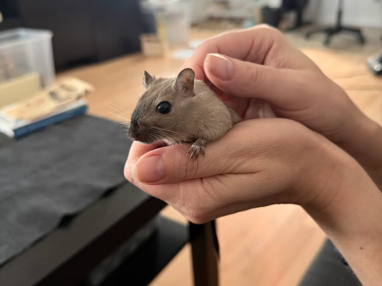 Billede 13 - 2 søde ørkenrotte-hanner søger nyt hjem 🐭✨