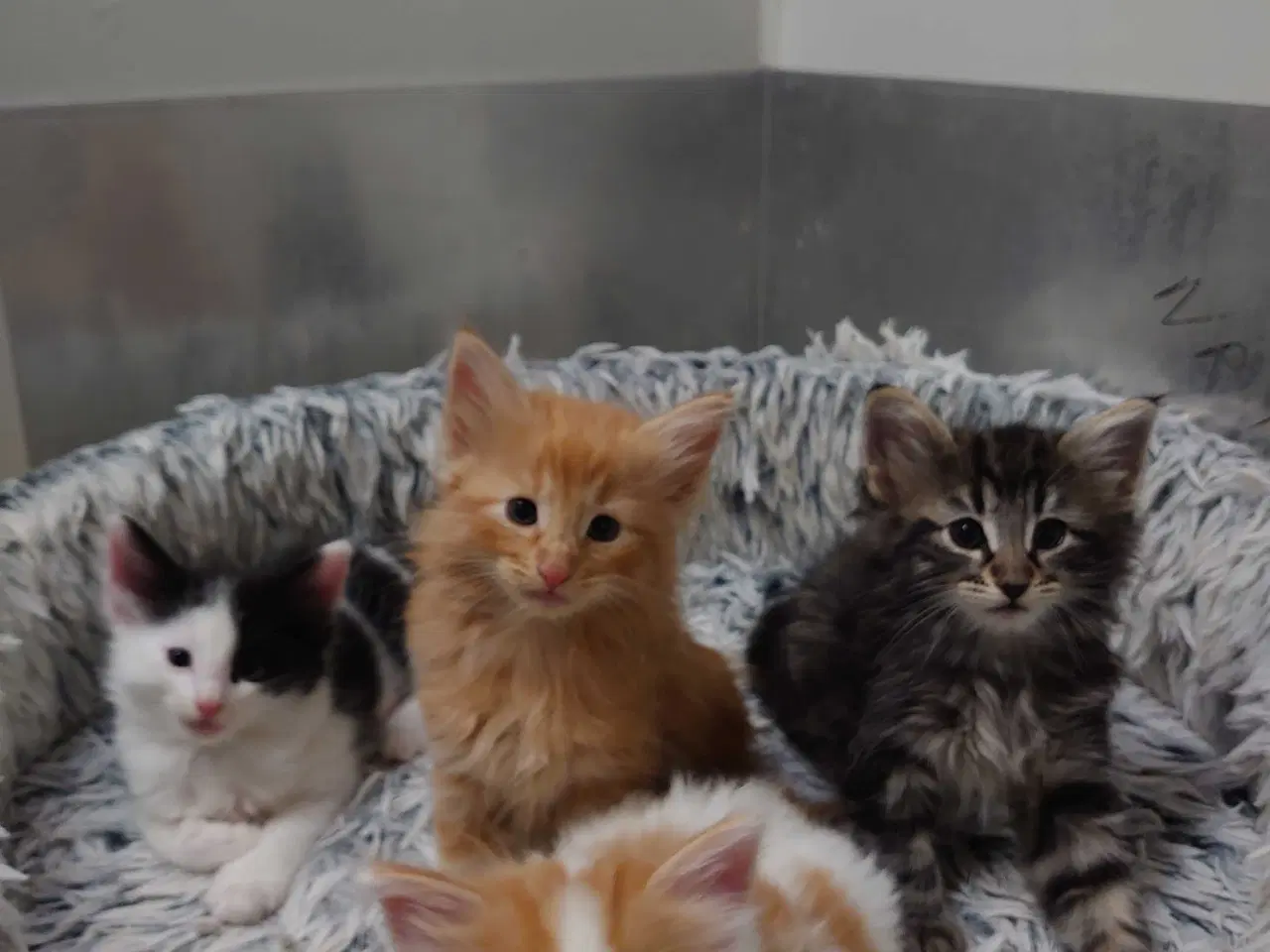 Billede 6 - Norsk skovkat