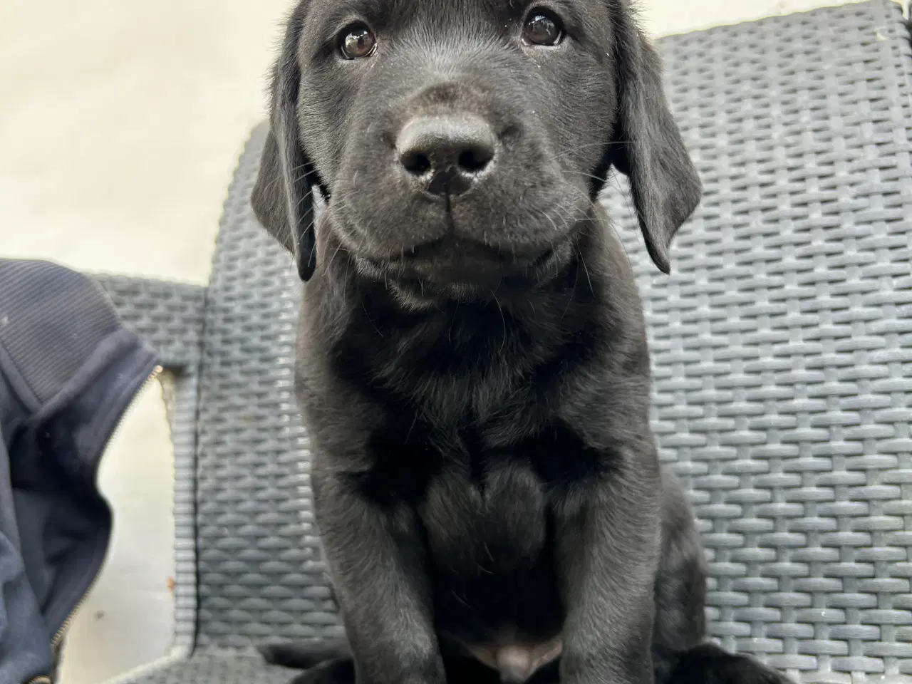 Billede 8 - Labrador hvalpe klar til at flytte hjemmefra