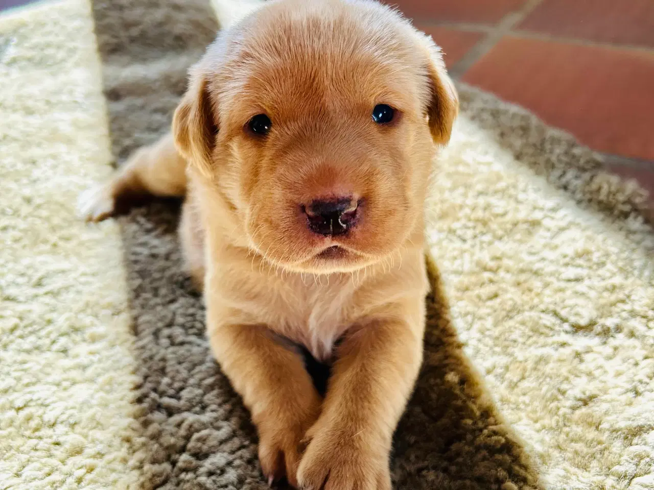 Billede 1 - FOX red labrador hvalpe med stamtavle