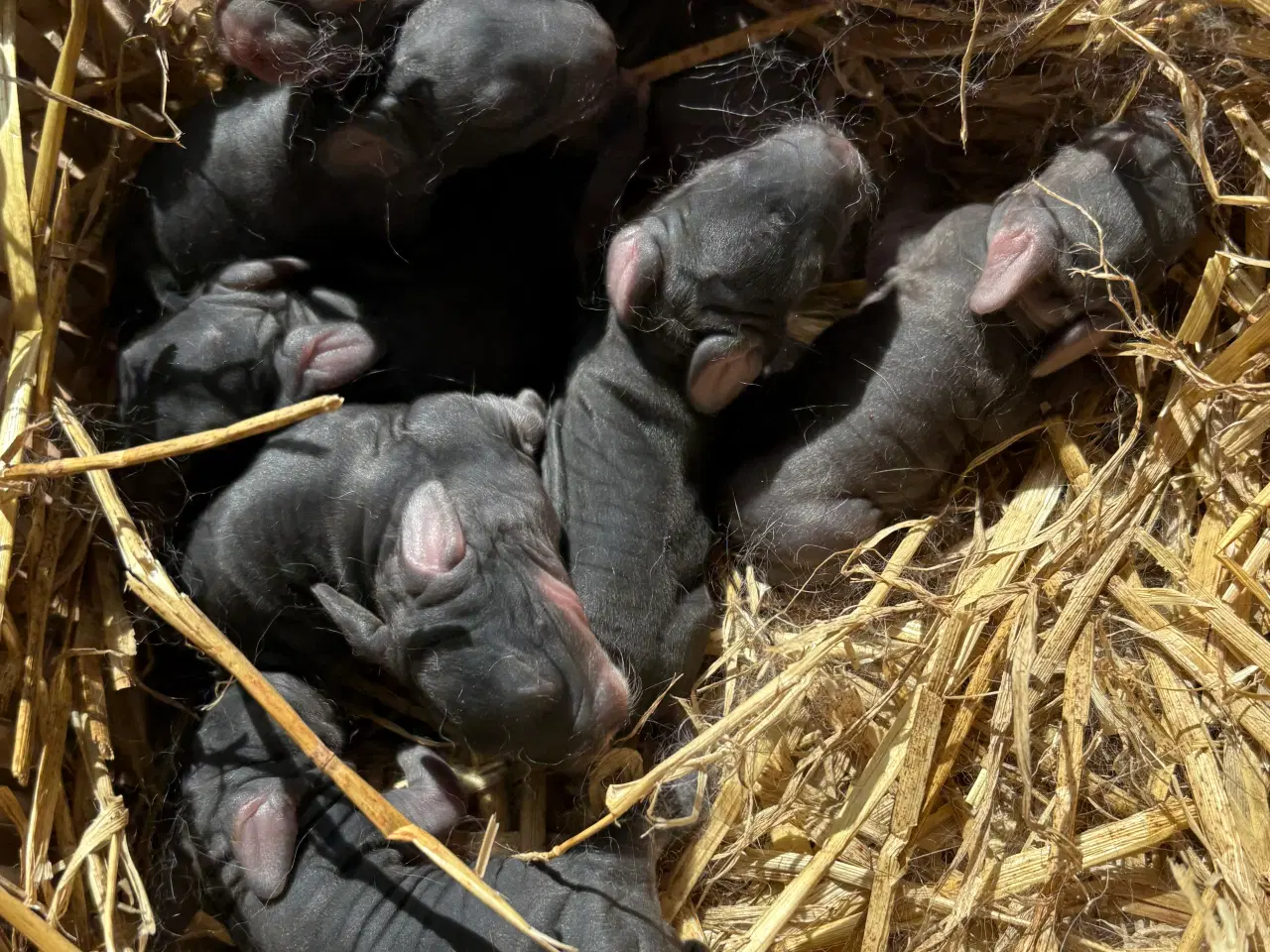 Billede 6 - FRANSK VÆDDER HUN SORT OTTER