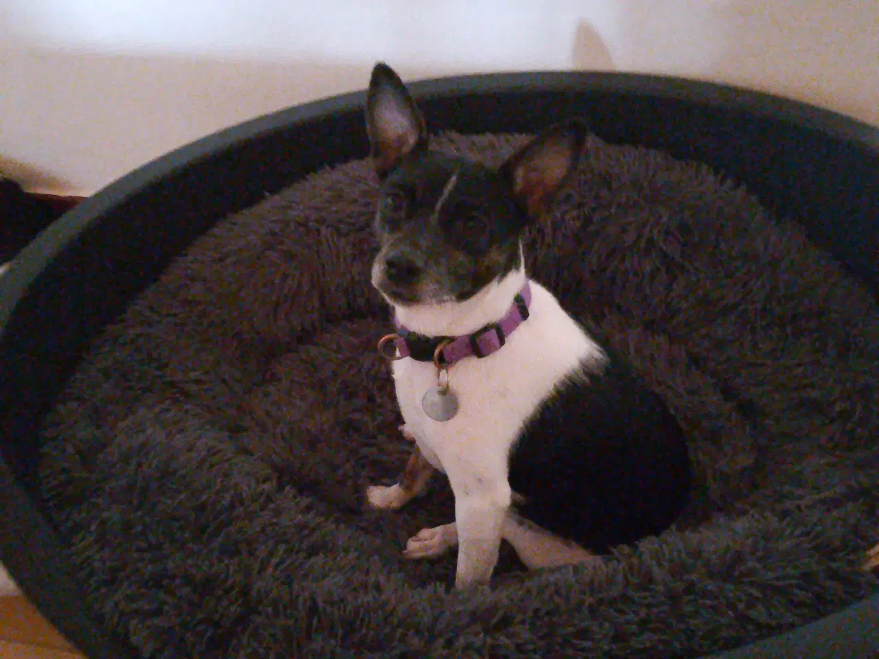 Billede 2 - Blandings hund