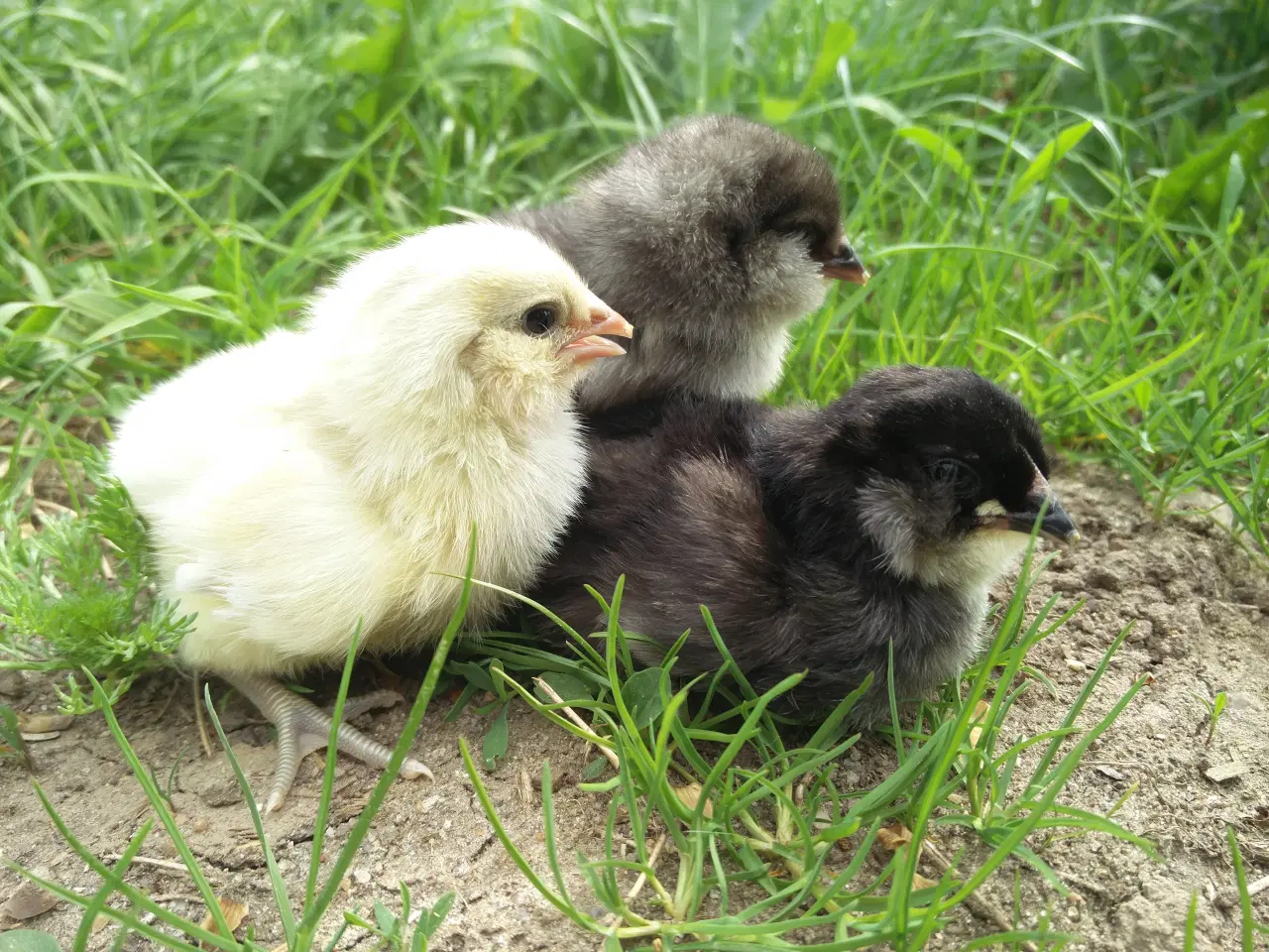 Billede 7 - Blå Araucana rugeæg