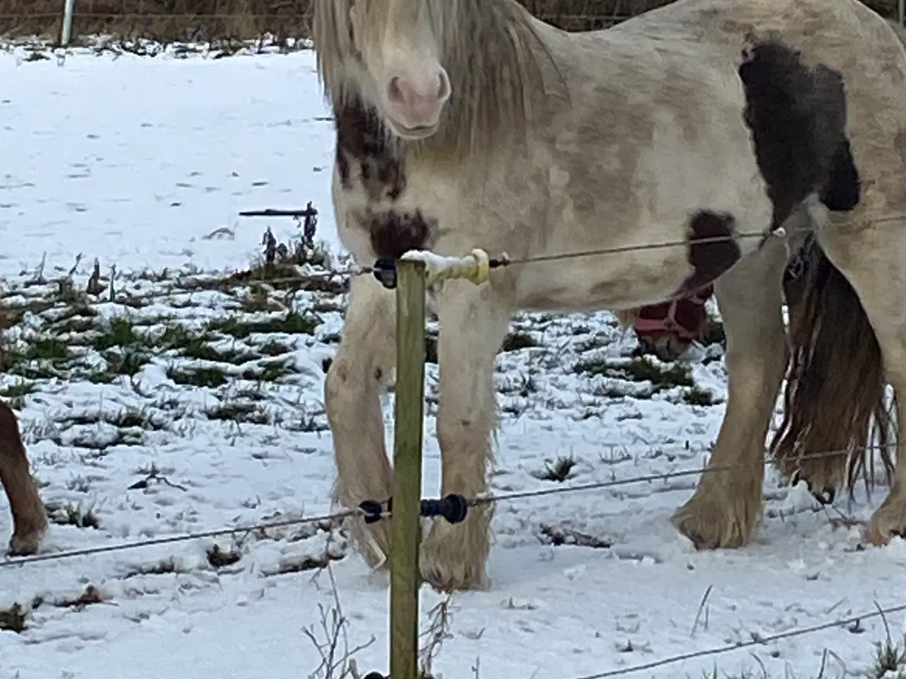 Billede 5 - DK’s billigste irishcob avlshoppe