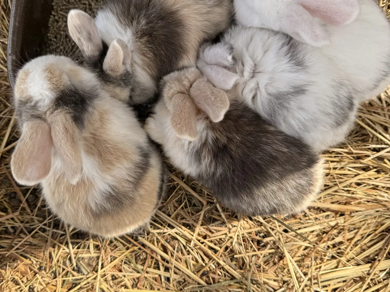 Billede 4 - Mini Lop kaninunger