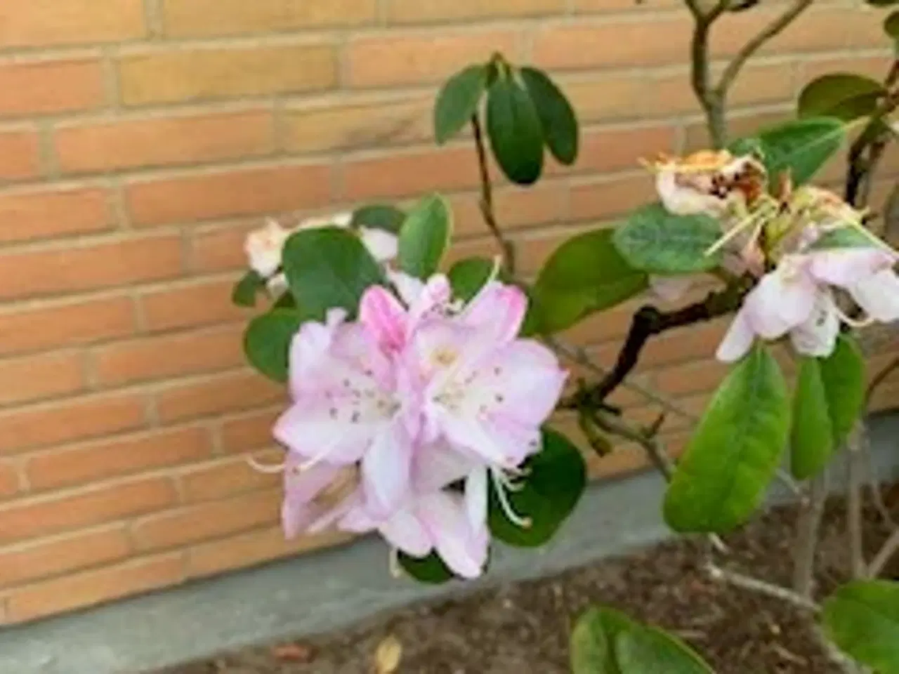 Billede 4 - Flot Rhododendrom busk
