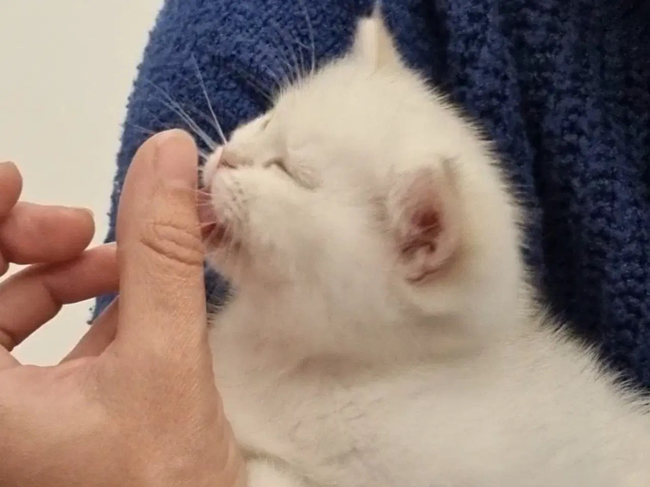 Billede 1 - Meget kælen killing søger nyt hjem