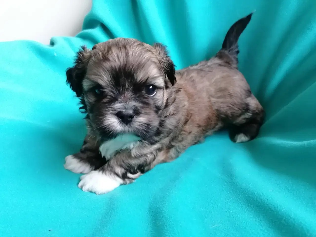 Billede 1 - Malteser / Shih Tzu