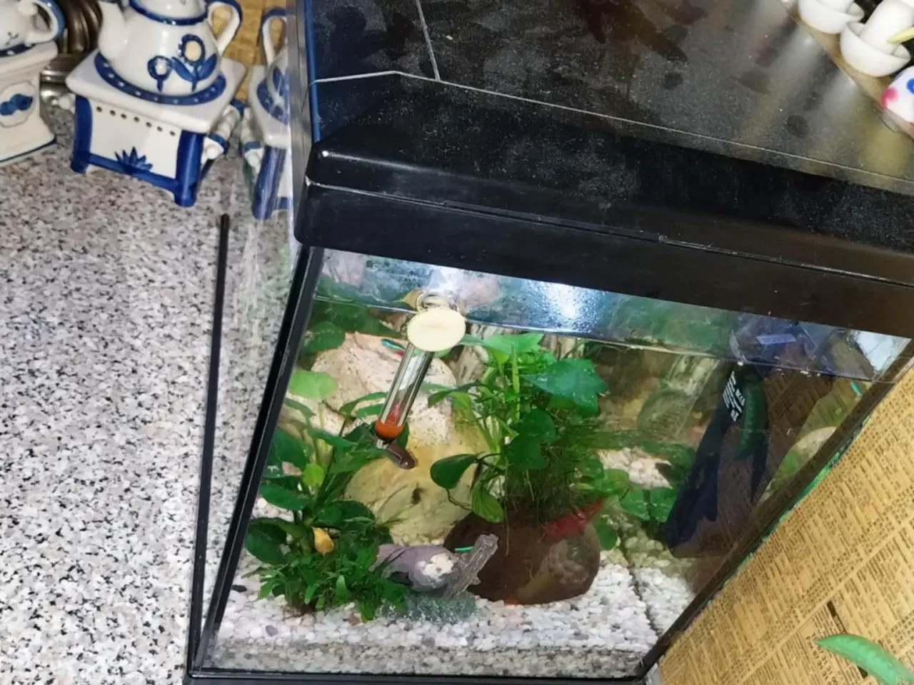 Billede 6 - Akvarie med fisk og tilbehør 