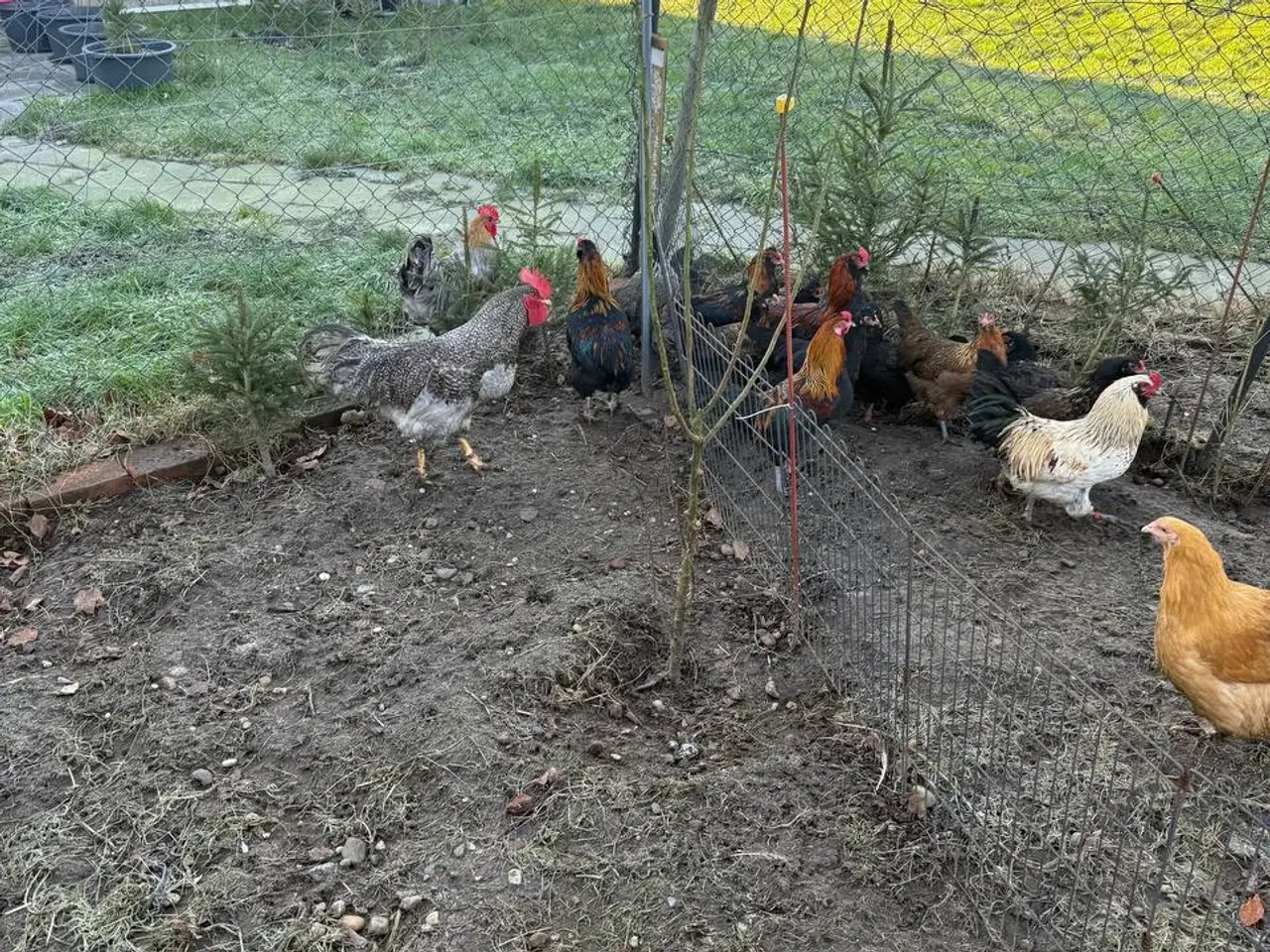 Billede 3 - En ung hane og tre høner i Zone 6818 er til salg.