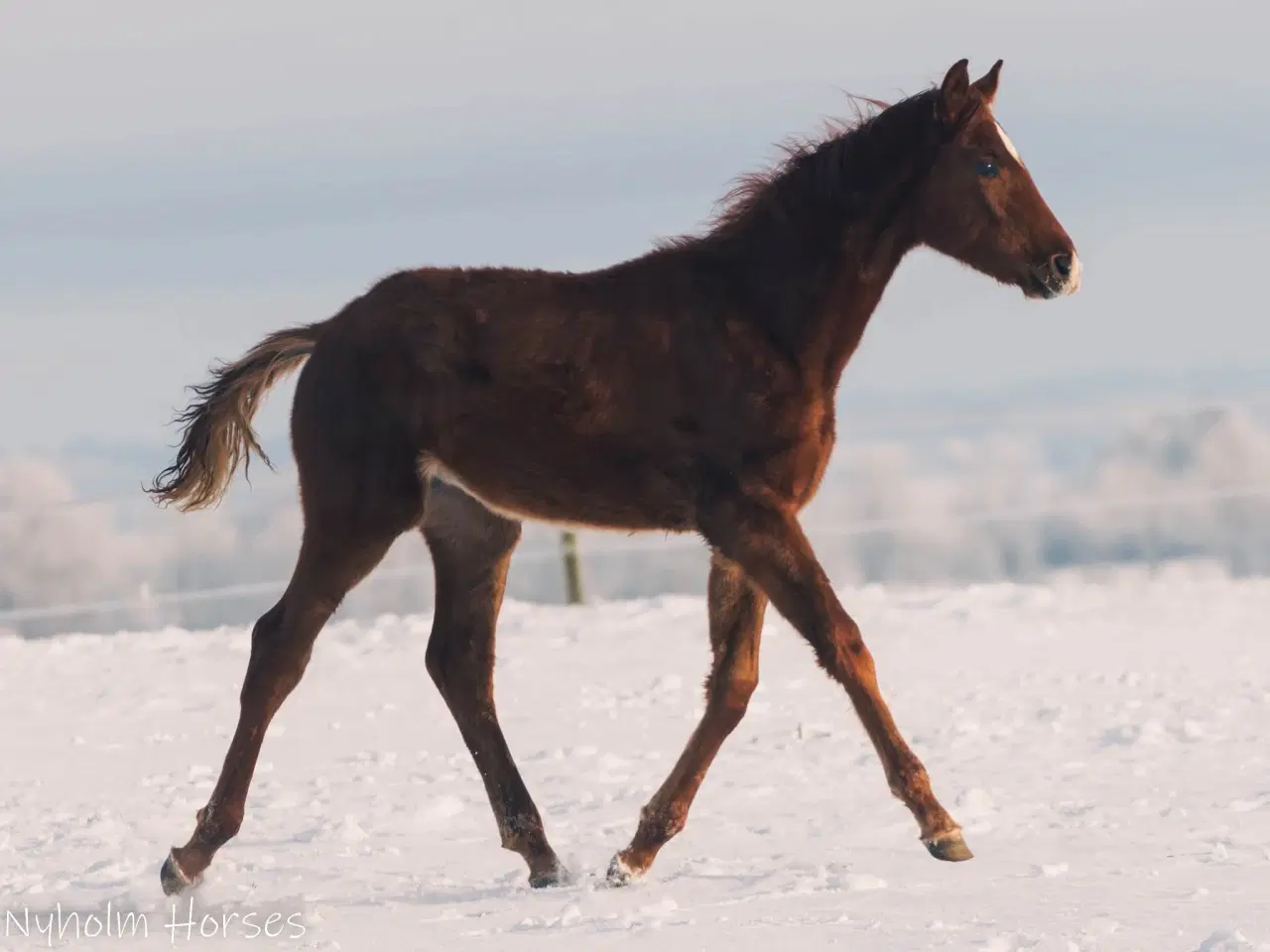 Billede 5 - Skønt Donkey Boy hingsteføl