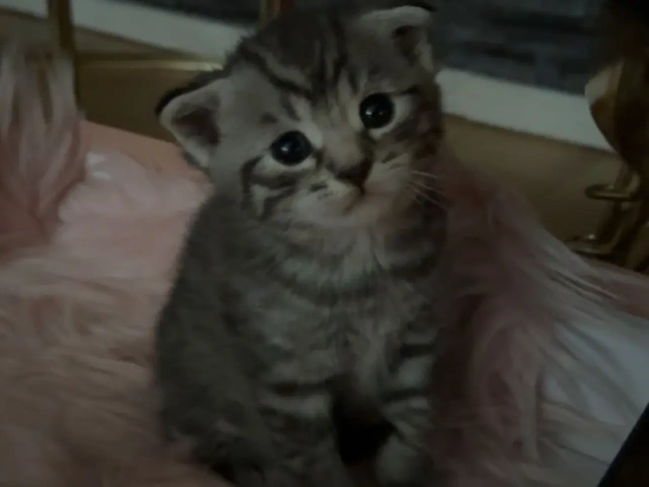 Billede 2 - Sød Killing 