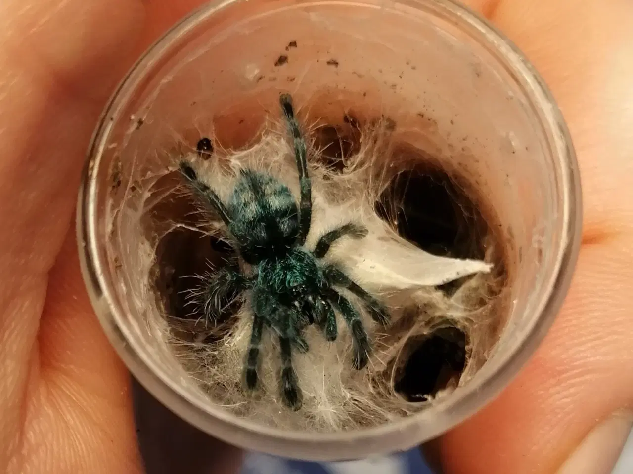 Billede 1 - Caribena versicolor 