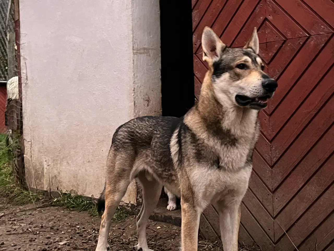 Billede 4 - Hvalpe af malamute/ tjekkoslovakisk ulvehund