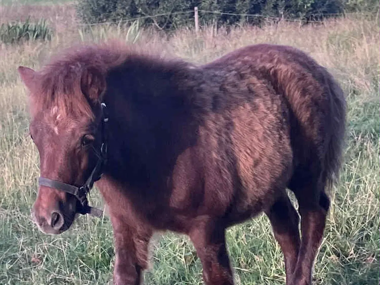 Billede 2 - Hingsteføl med rødt hestepas, kommende travpony