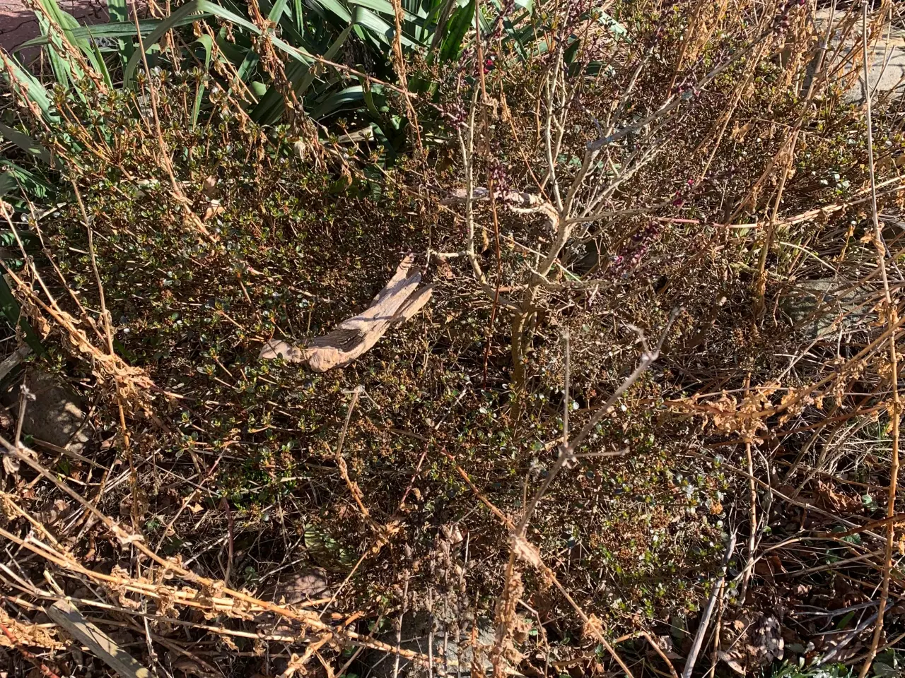 Billede 16 - Thuja busk og solbærbusk m m og mange marksten