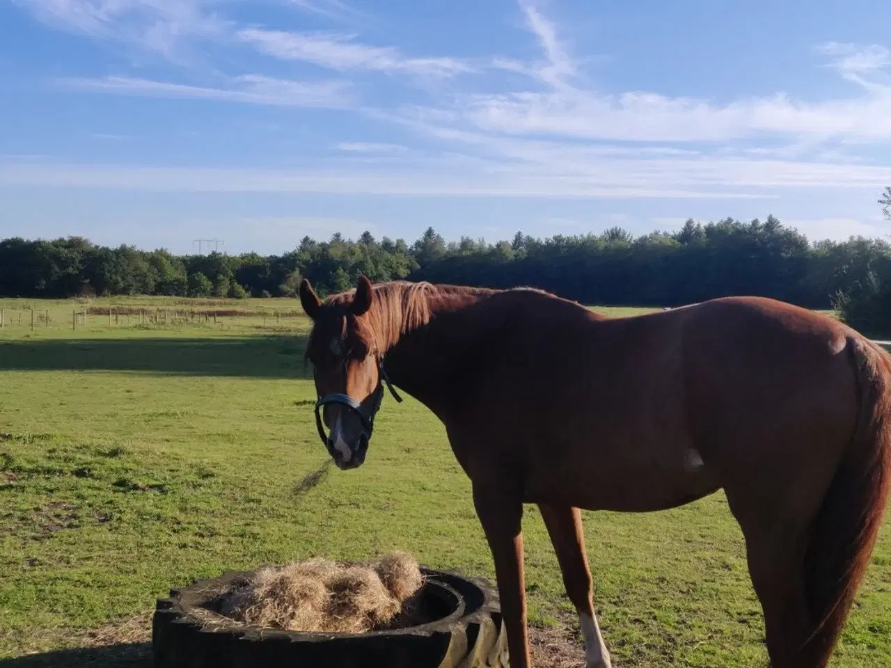 Billede 8 - Skøn dansk varmblod blanding hoppe 