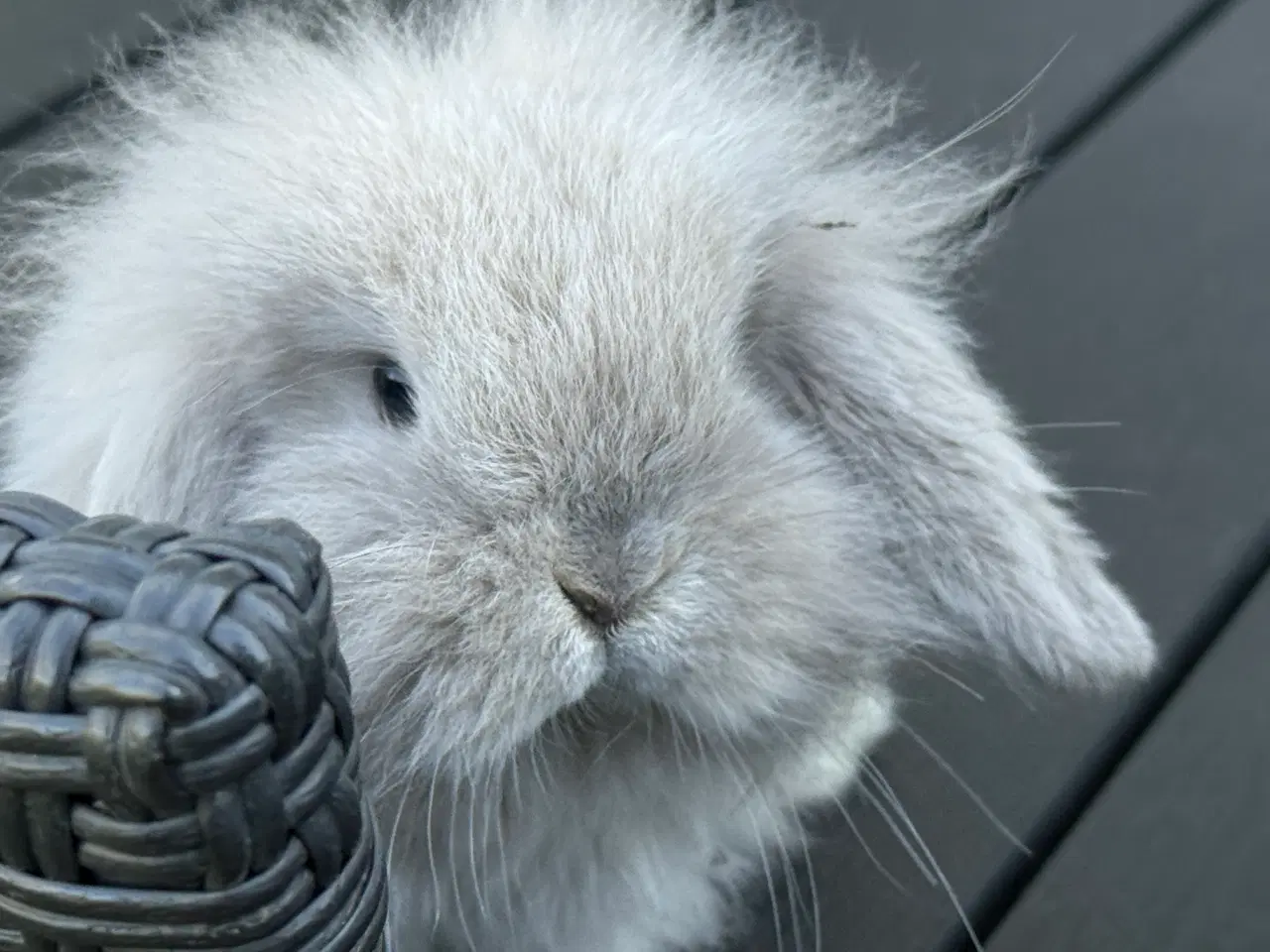 Billede 5 - Mini lion lop