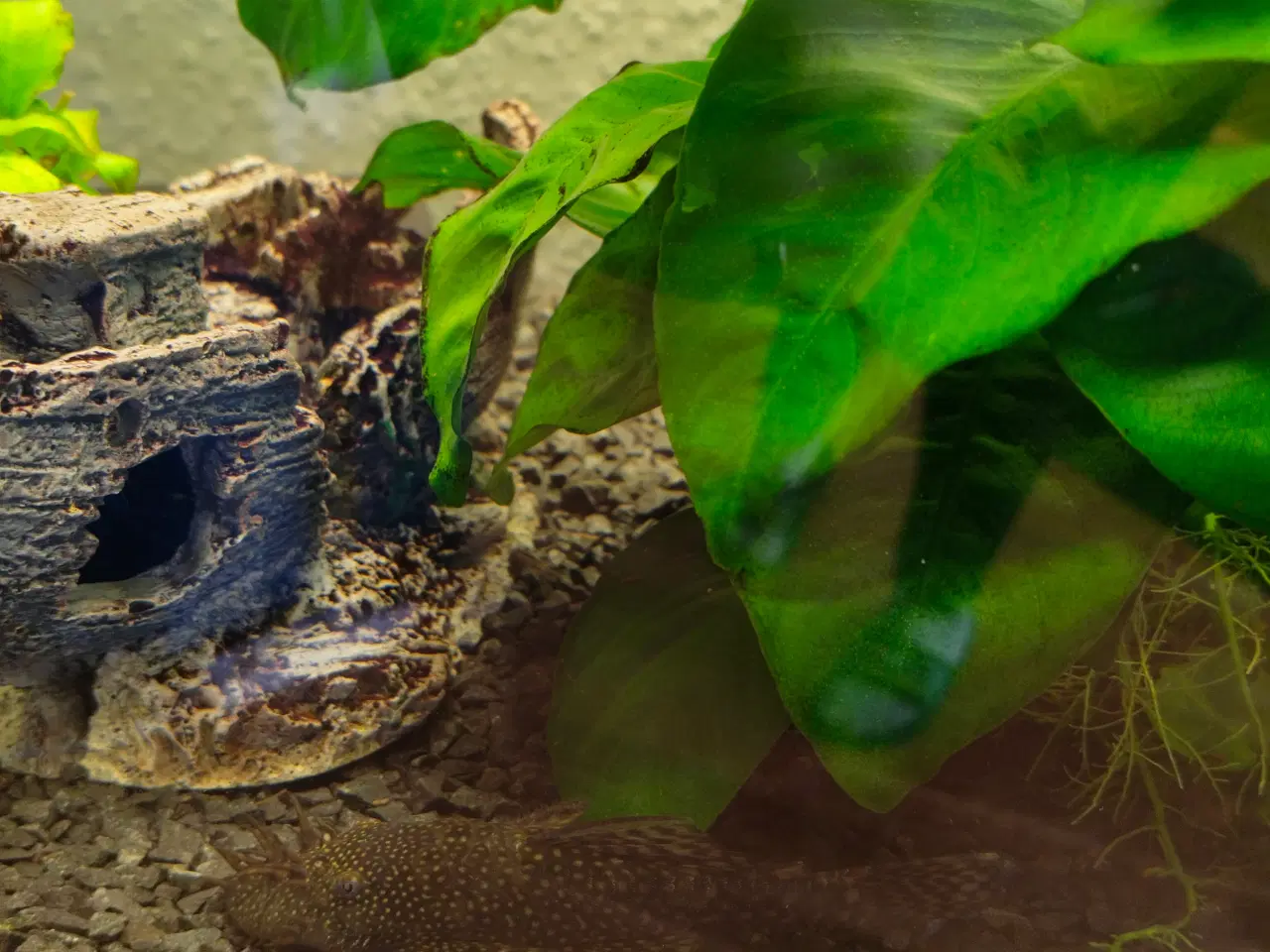 Billede 2 - Juwel akvarium med tilbehør 
