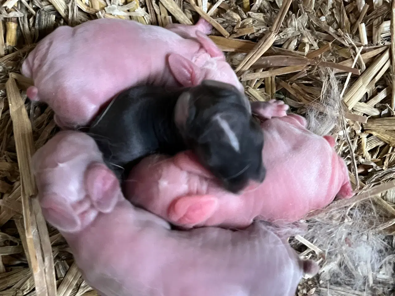 Billede 3 - Minilop/lionlop kaninunger 