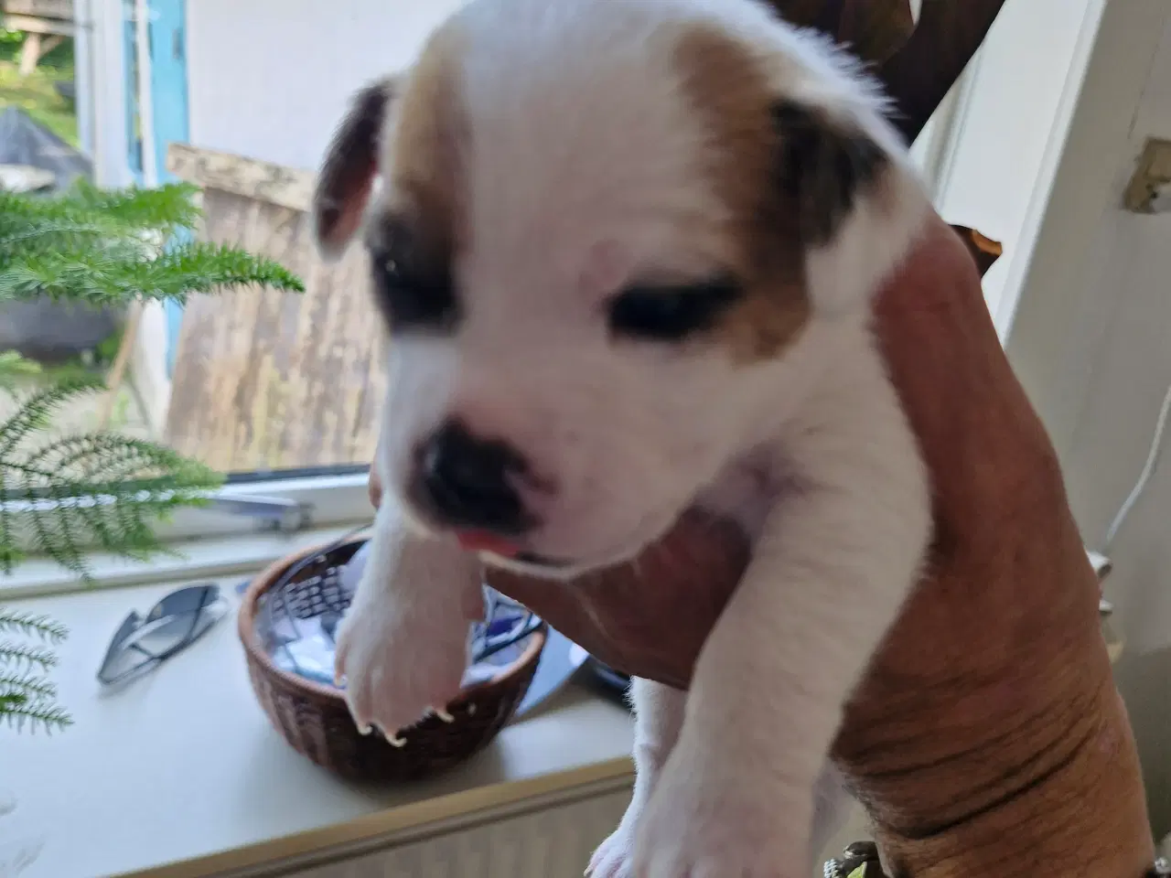 Billede 8 - Dansk svensk gårdhunde hvalpe 