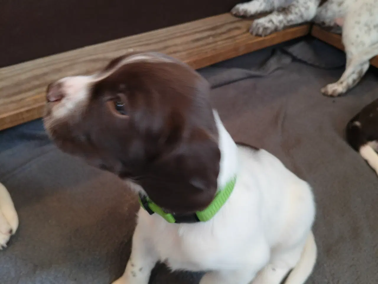Billede 4 - Springer spaniel klar den 4 august til nyt hjem. 