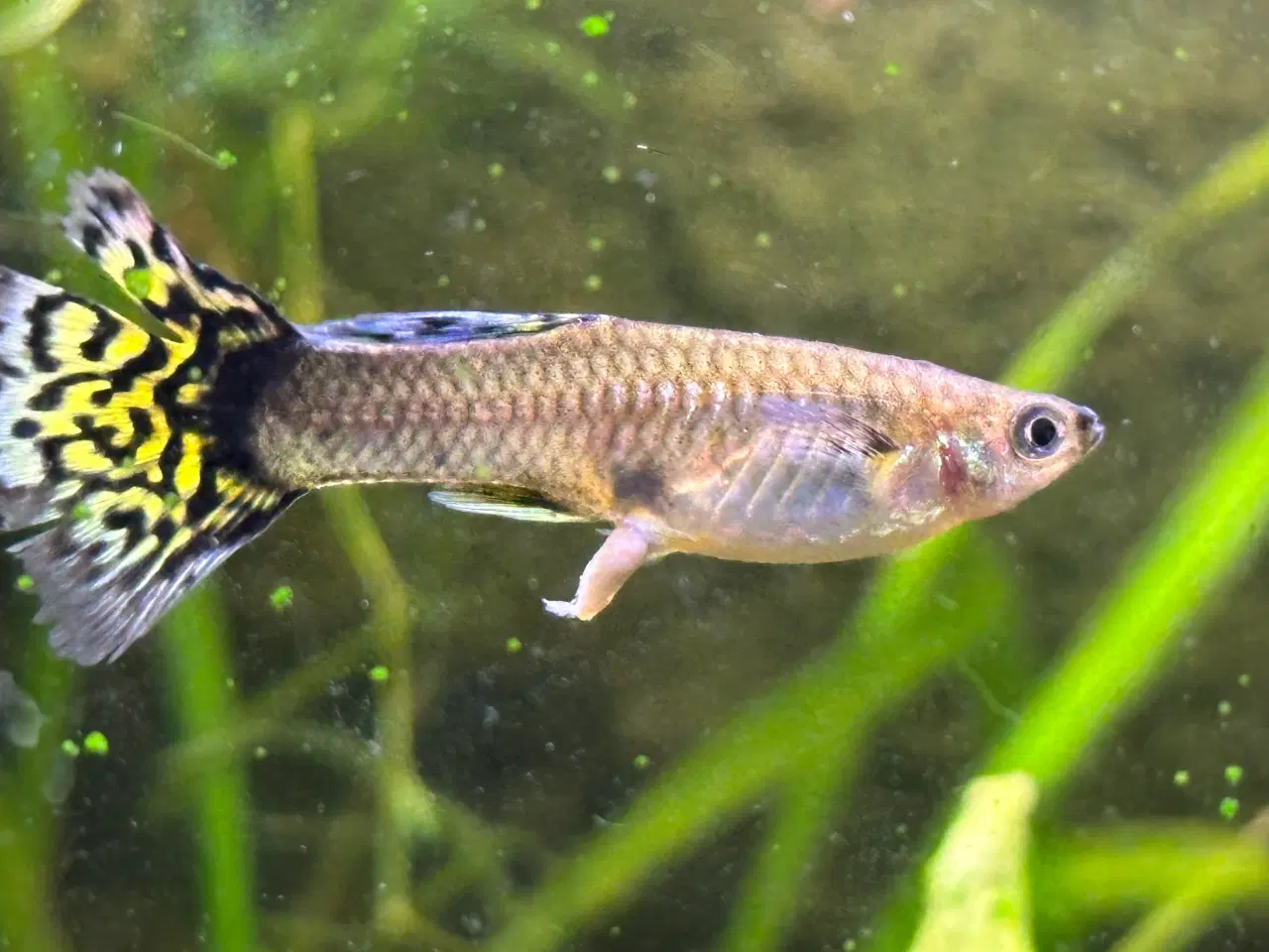 Billede 7 - Renstammede guppyer