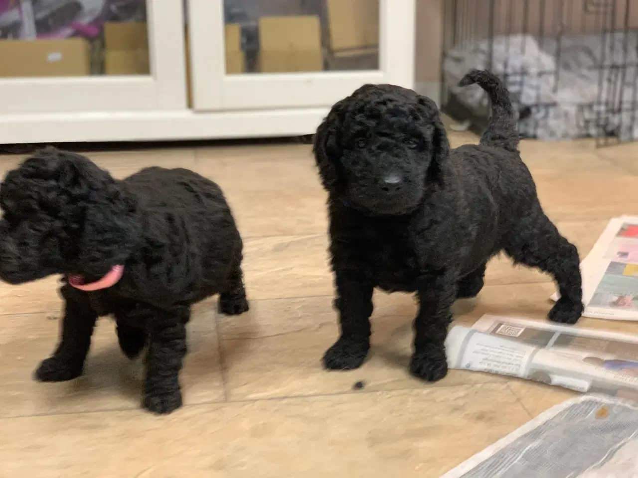 Billede 9 - De skønneste Golden Doodle F1B babyer