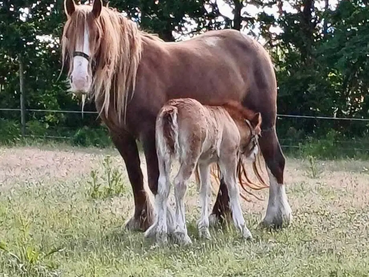 Billede 3 - Miniature Irish cob/ Tinker