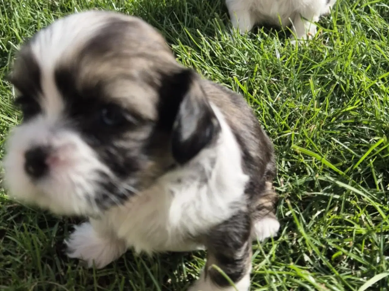 Billede 7 - Lhasa apso/ shih tzu blandingshvalpe 