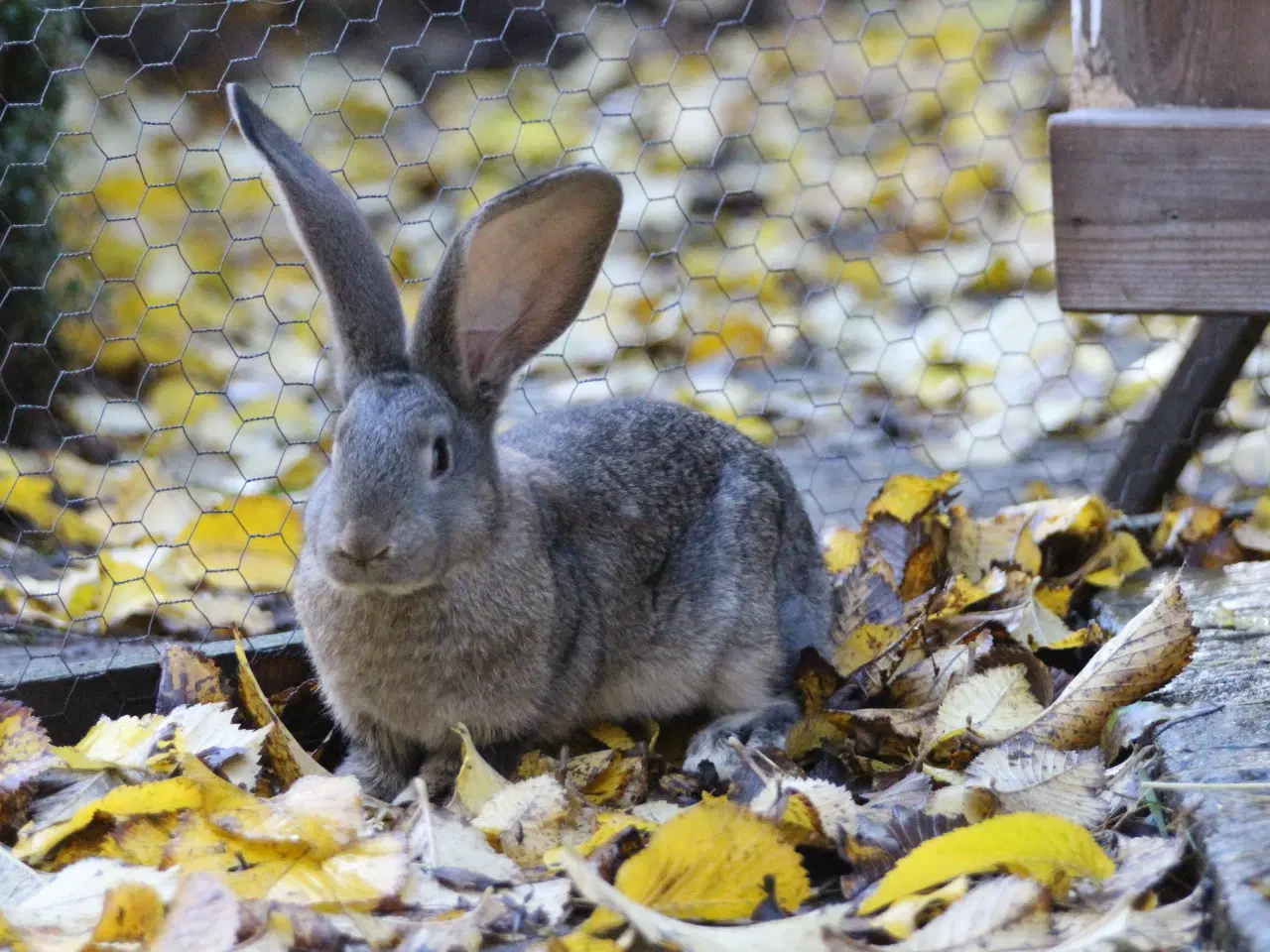 Billede 4 - Belgisk kæmpe kaninunger af ren race