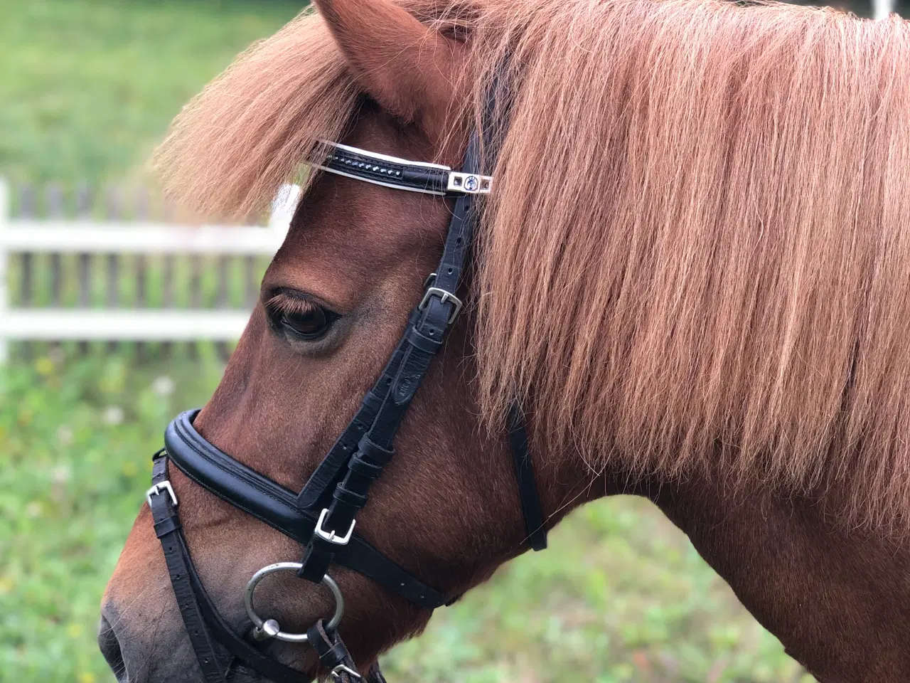 Billede 3 - Skøn pony sælges 